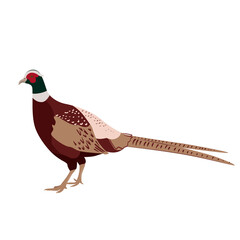 Adorable pheasant isolated on white background. Farm poultry. Vector illustration of domestic birds in a flat style. - obrazy, fototapety, plakaty