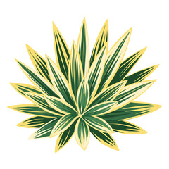 Illustration of agave and tequila. Decorative image of tropical foliage and plant.