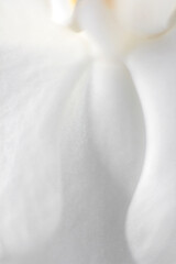 Orchid flower, close up abstract details