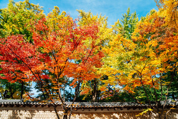 Deoksugung stonewall walkway with autumn leaves in Seoul, Korea