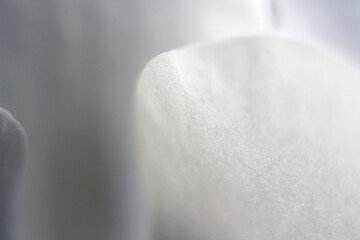 Orchid flower, close up abstract details