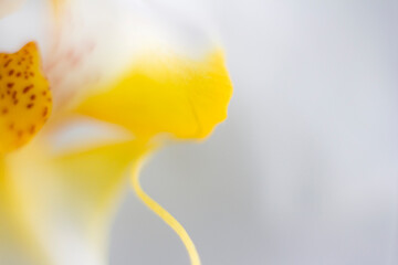 Orchid flower, close up details