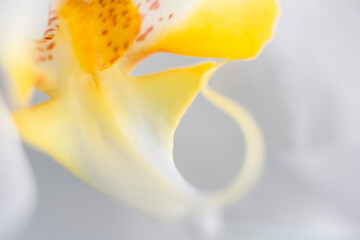 Orchid flower, close up details