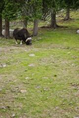 The musk ox eats grass at Myskoxcentrum near Tännes in northern Sweden - 456699160