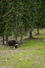 The musk ox eats grass at Myskoxcentrum near Tännäs in northern Sweden - 456699164