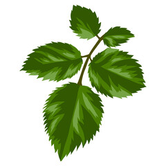 Illustration of beautiful realistic rose leaf. Plant for design and decoration.