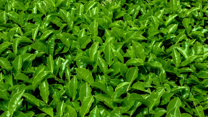 tea garden in Pangalengan Indonesia   