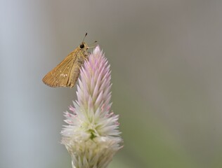 Skipper butterfly on a Celosia flower