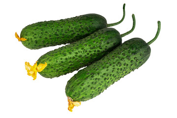 Gorgeous fresh green cucumbers on an isolated white background