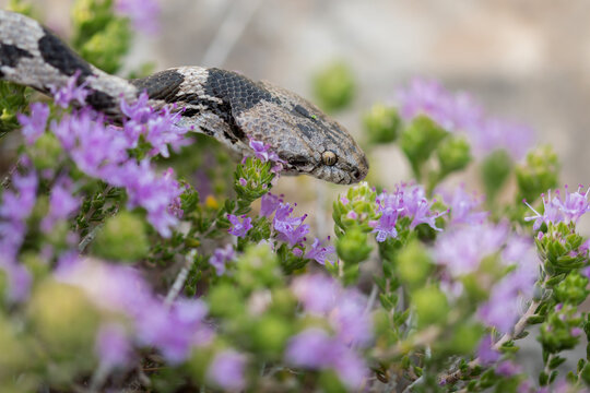 Close-up of European Cat Snake, or Soosan Snake, Telescopus fallax, on Mediterranean Thyme in Malta.