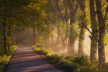 A forest road receiving golden light at sunrise
