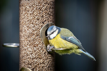 A Eurasian Blue Tit Perched on a Garden Bird Feeder