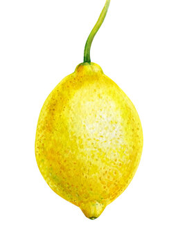 Lemon on isolated white background, watercolor illustration, citrus fruit