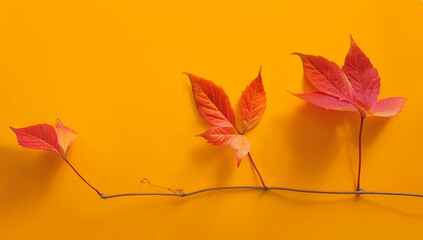 Red autumn leaves with stems on yellow background with copy space for fall season concept. Top view composition. 