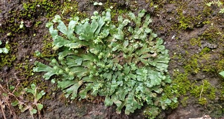 Marchantia polymorpha L. is a species of the class Hepaticae (liverwort) which is used as a traditional medicinal plant.