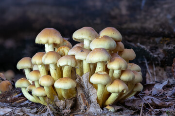 Close up of a group of leaved brimstone mushrooms between autumn leaves