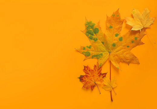 Top view minimalistic composition of autumn maple leaves on yellow background with copy space for fall season concept.