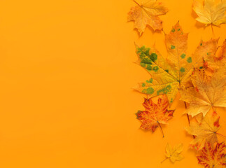 Naklejka na ściany i meble Autumn maple leaves border on yellow background with copy space for fall season concept. Top view flat lay composition.