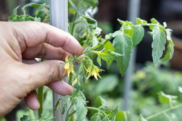 Finger tapping the tomato tree flowers to attempt manual pollination