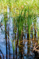 Green young reed on a run in the river.
