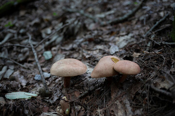 버섯, 자연, 균류, 숲속,