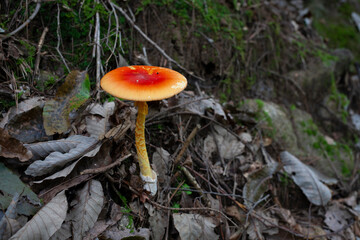 버섯, 자연, 균류, 숲속,