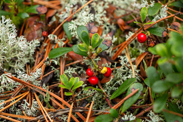 Juicy red lingonberry berry with green leaves grows among moss in forest.