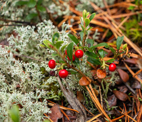 Juicy red lingonberry berry with green leaves grows among moss in forest.