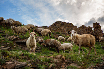 A hA herd of goats and sheep in the Goor ghost aul in Dagestanerd of goats and sheep in the Goor ghost aul