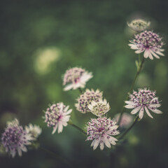 summer mood of beautiful flowers