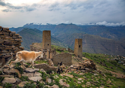 A hA herd of goats and sheep in the Goor ghost aul in Dagestanerd of goats and sheep in the Goor ghost aul