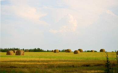 round haystacks in the field