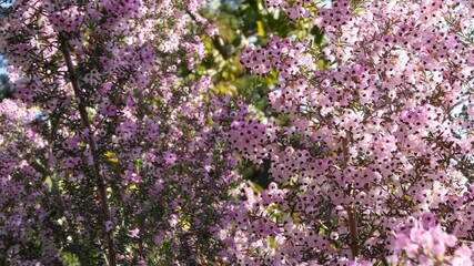 Heath tree pink flowers, California USA. Erica arborea briar root springtime bloom. Home gardening, american decorative ornamental houseplant, natural botanical atmosphere. Lilac mauve spring blossom.