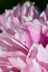 Fototapeta na wymiar pink peony flower petals as background