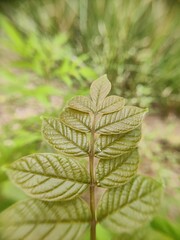 close up of green leaves