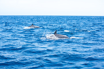 Fototapeta premium View of a group of wild dolphins