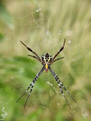 spider on the web
