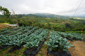 View of the Jatiluwih rice terraces
