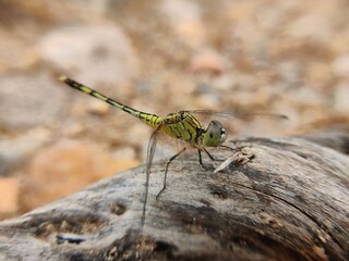 close up of a dragonfly