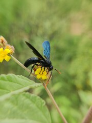 bee on a flower