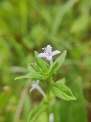 Flower in the garden