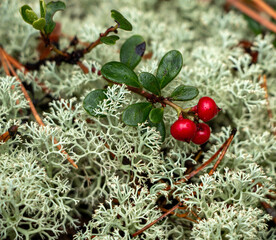 Juicy red lingonberry berry with green leaves grows among moss in forest.