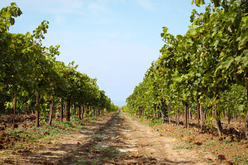 Fototapeta na wymiar Vineyards with grapevine for wine production near a winery.A beautiful view of a vineyard
