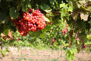 Close-up of pink grapes in a vineyard with sunlight. Winery and vine growth background frame. Growing grapes and winemaking banner design.