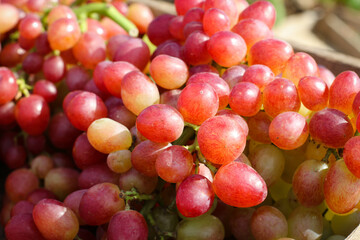 Close-up of pink grapes in a vineyard with sunlight. Winery and vine growth background frame. Growing grapes and winemaking banner design.