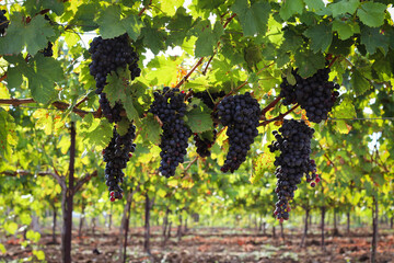 Fototapeta premium Bunch of dark grapes hanging on vines inside the vineyard