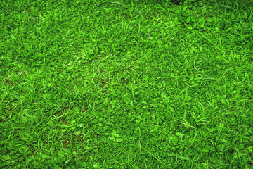 Green Grass and leaves texture background