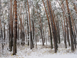 Forest in the snow. Winter picture. Chemal village, Altai Republic, Russia
