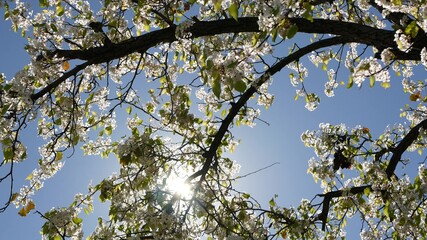 Spring white blossom of cherry tree, California, USA, Balboa Park. Delicate tender sakura flowers of pear, apple or apricot. Springtime fresh romantic atmosphere, pure botanical bloom soft focus bokeh