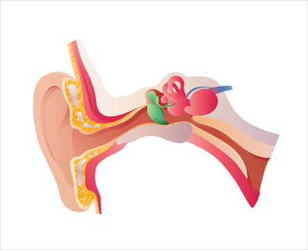 Human Ear Anatomy, vector illustration.